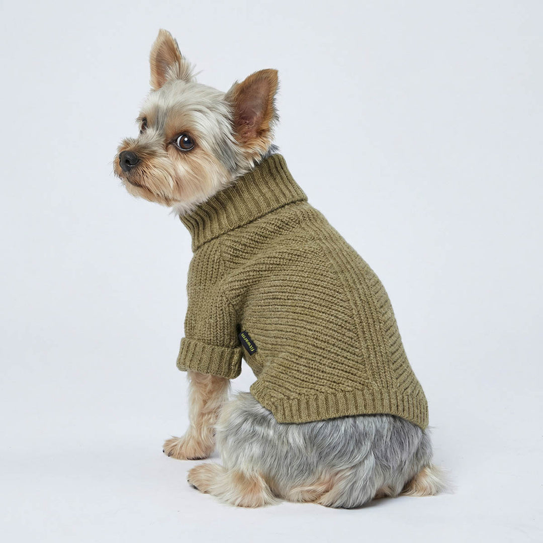 Yorkie in a olive winter sweater for dog in a white background