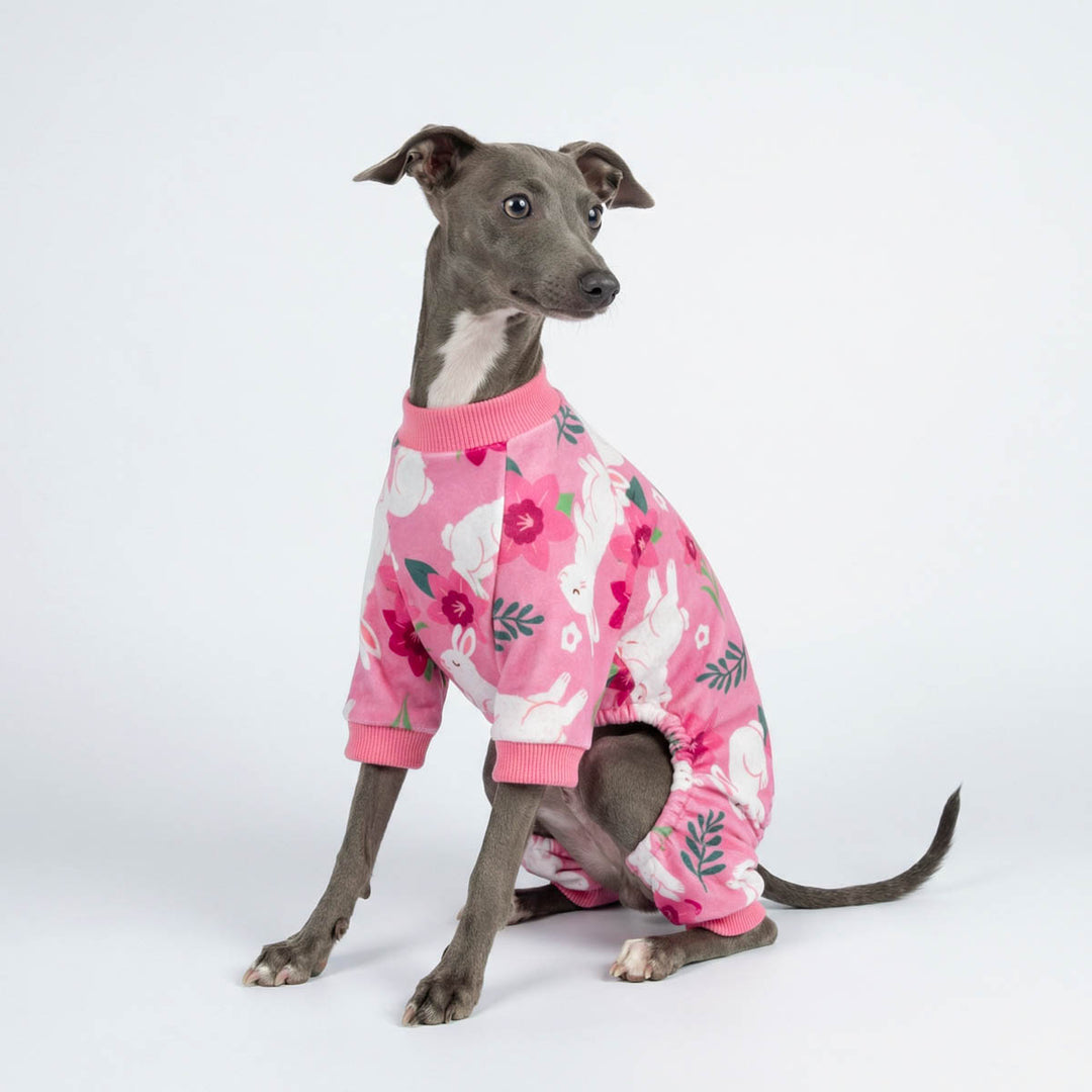 Italian Greyhound in a pink Easter pajamas for dogs design with flower and bunny prints