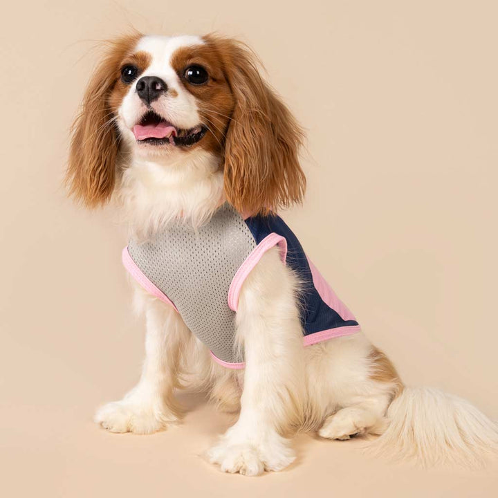 King Charles Spaniel in a UV Sun Protection Dog Shirt - Fitwarm Dog Clothes