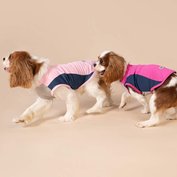 King Charles Spaniels in Summer Sun Protection Dog Shirt - Fitwarm Dog Clothes