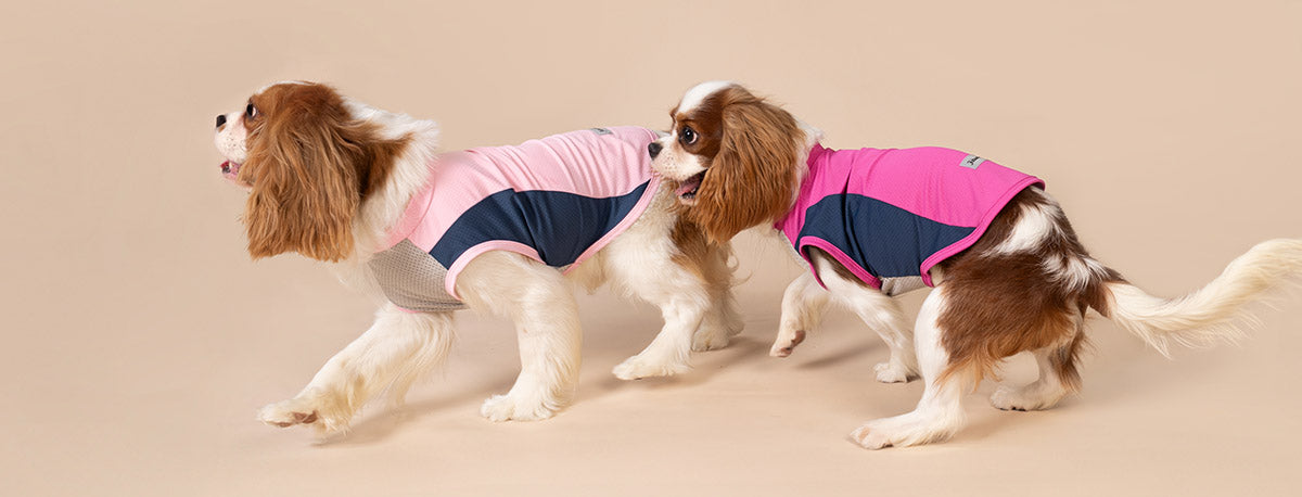 Two Cavalier King Charles Spaniels in sporty summer outfits designed for UV protection by Fitwarm.