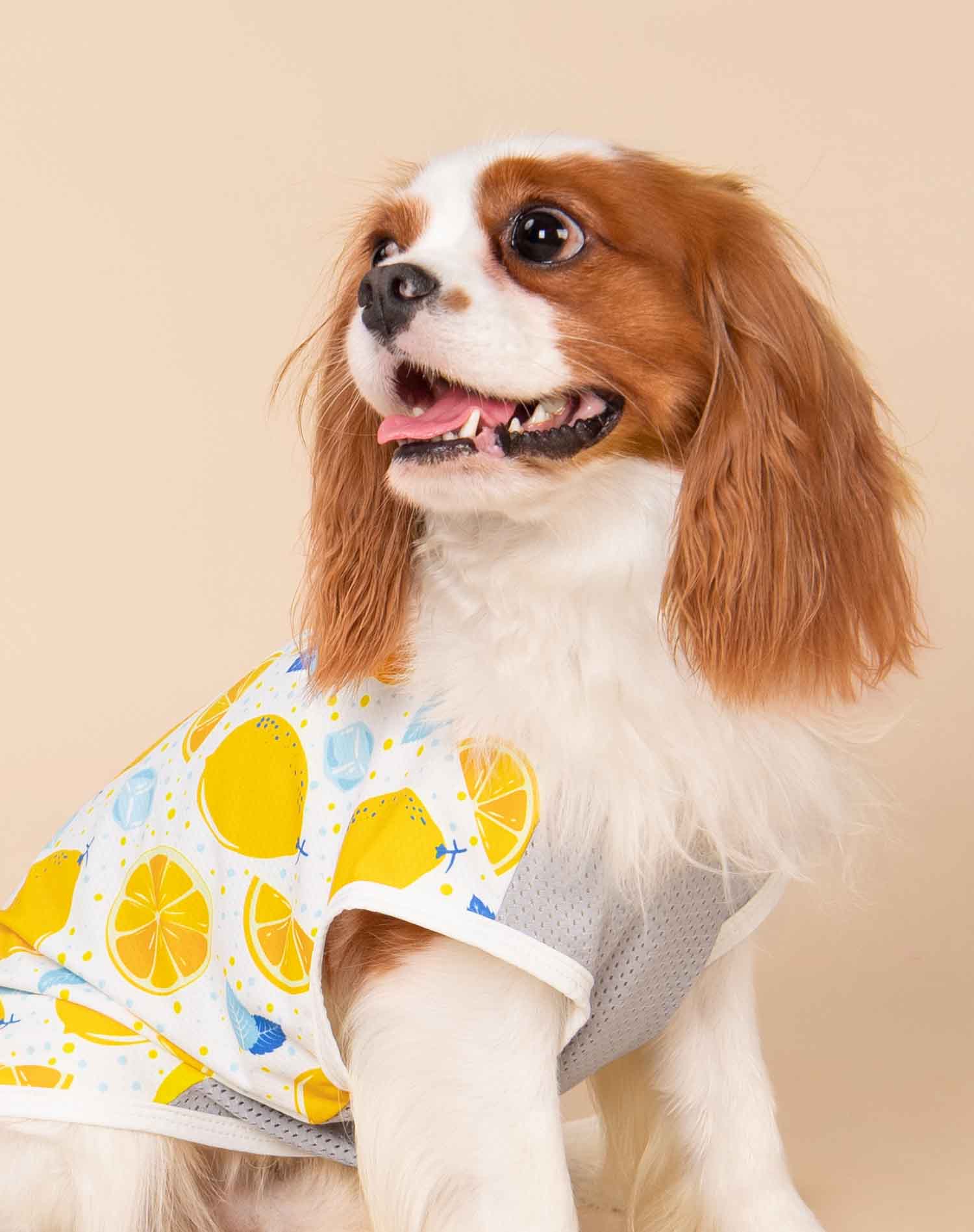 Cavalier King Charles Spaniel in a lemon-patterned UV protective shirt by Fitwarm, ideal for summer.