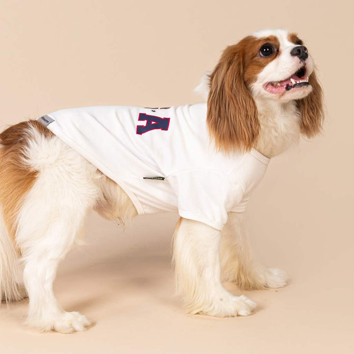 King Charles Spaniel in a Dog Shirt with USA Lettering - Fitwarm Dog Clothes