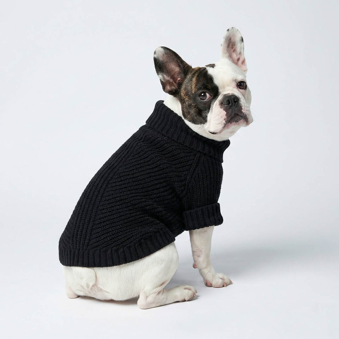 French Bulldog sits on the ground with a black dog knitted sweater