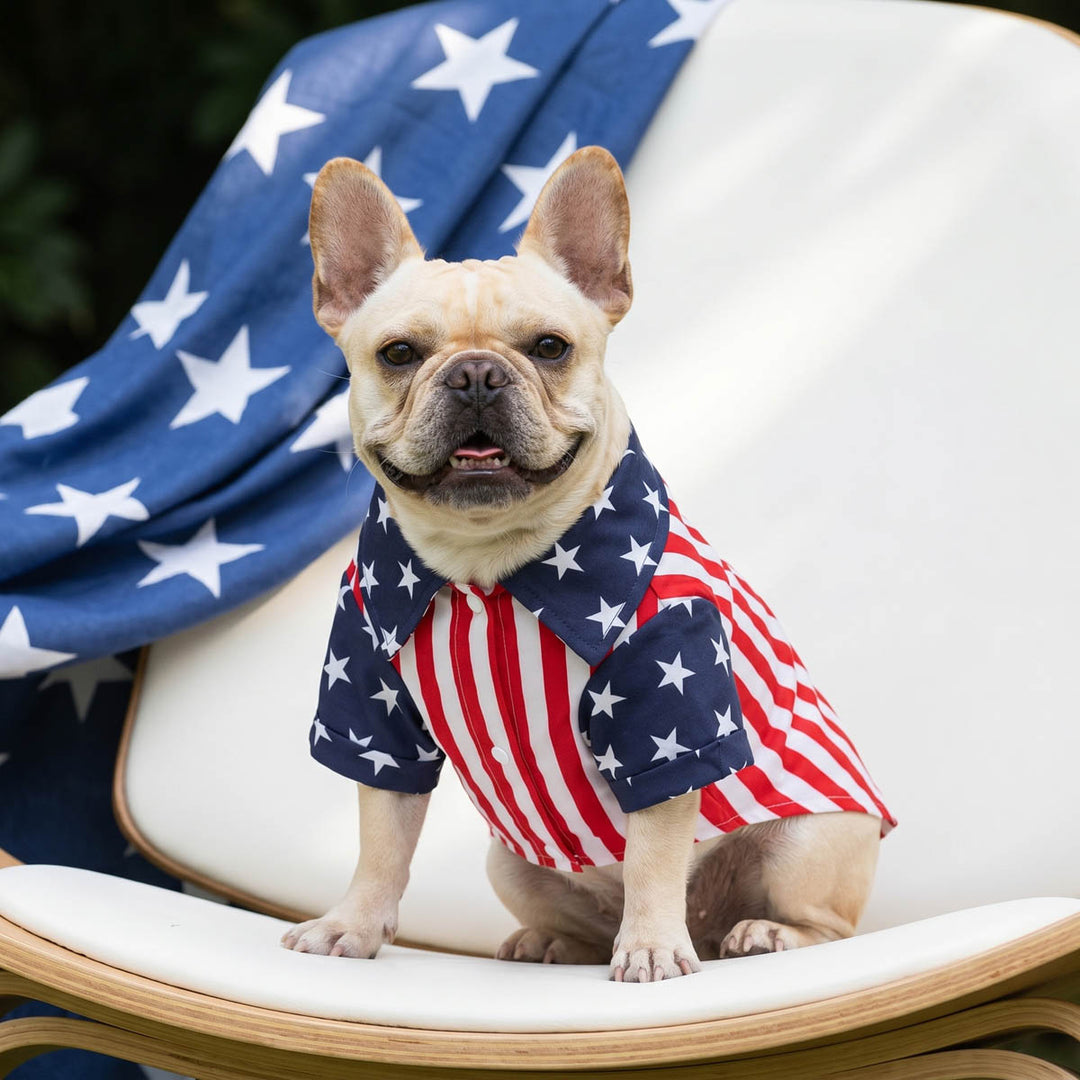 French Bulldog sitting on a chair in a patriotic shirt for dogs