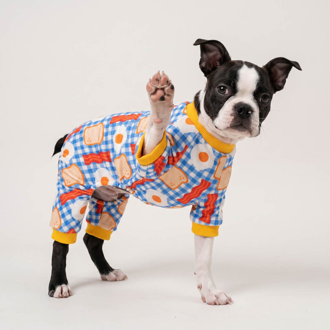 Boston Terrier dog  standing on a light gray studio background in a blue gingham dog onesie with a breakfast food prints and yellow trim