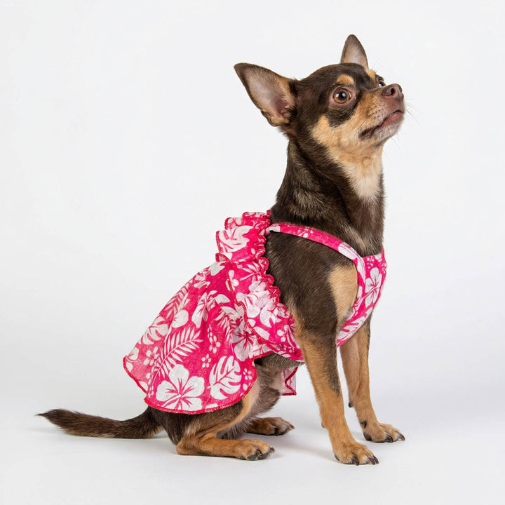 Chihuahua in red and white Hawaiian dress for dogs