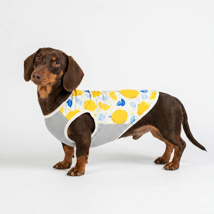 Dachshund in a lemon prints summer dog tank top with mesh fabric