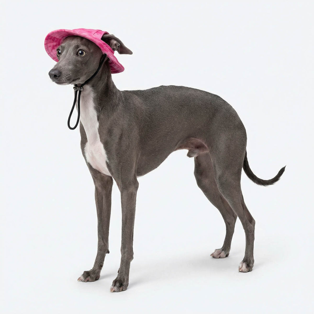 Italian Greyhound standing in a white background with a dog hat