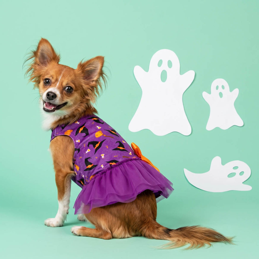 Small brown and white dog wearing a purple dog Halloween dress with a bat and pumpkin print and a tulle skirt