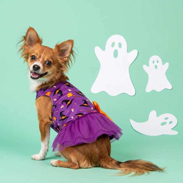 Small brown and white dog wearing a purple dog Halloween dress with a bat and pumpkin print and a tulle skirt