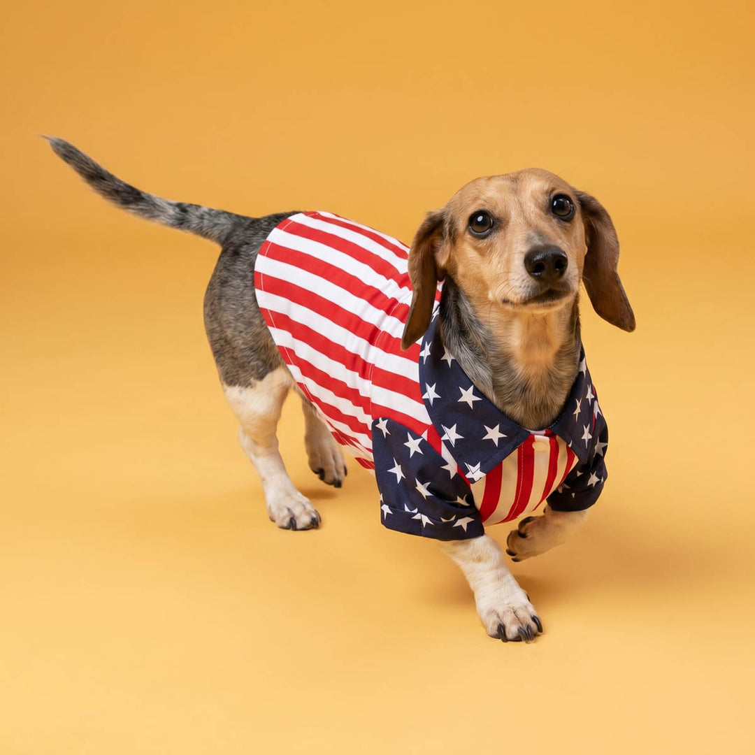 Dog wearing an American flag dog t-shirt on a yellow background