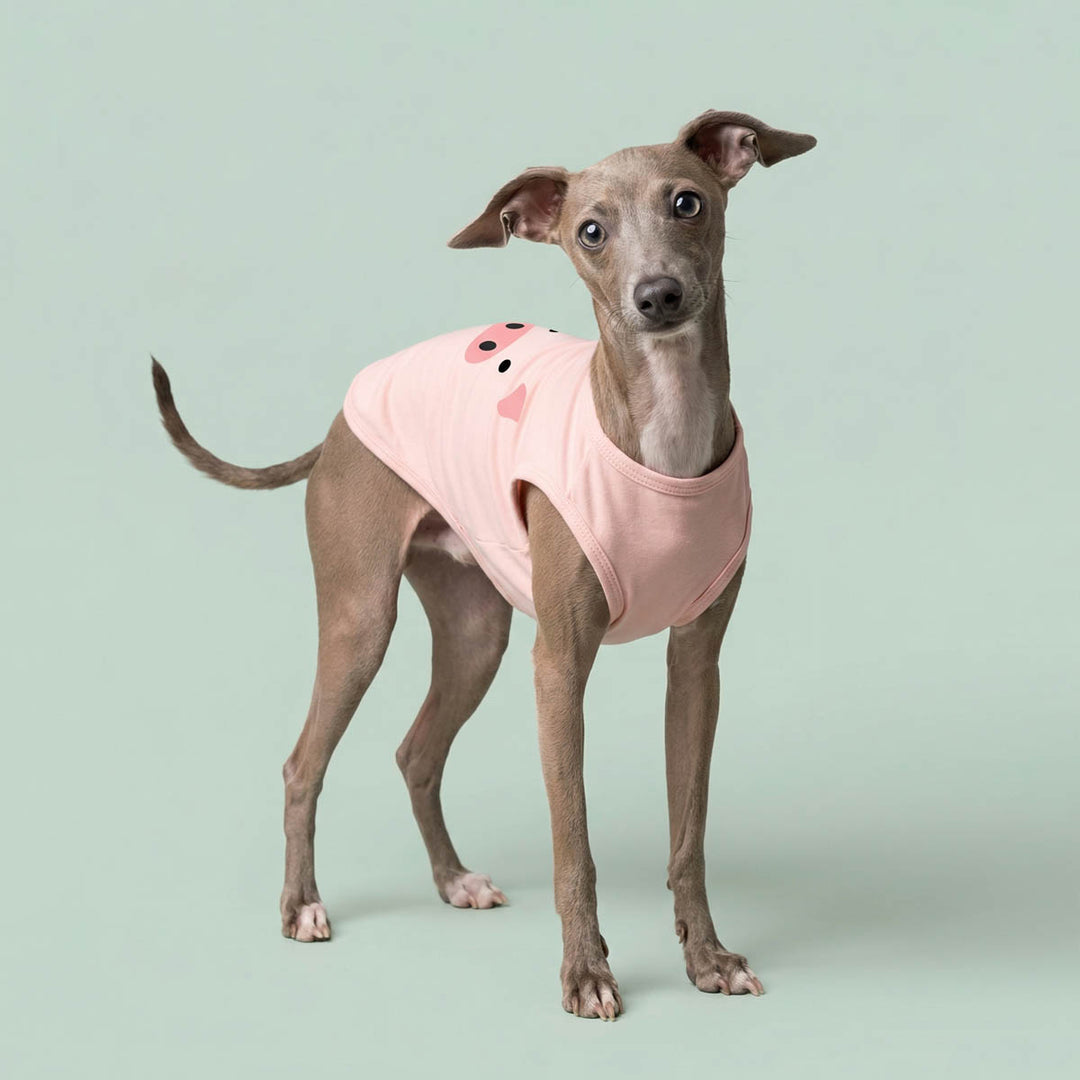 Italian Greyhound standing in a green background with a pig face shirt for dogs