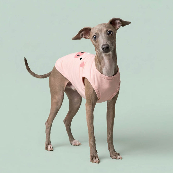 Italian Greyhound standing in a green background with a pig face shirt for dogs