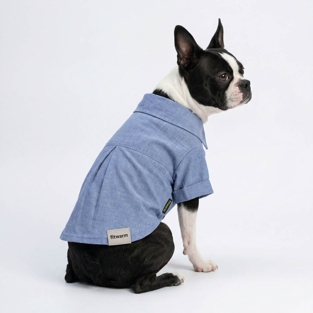 Boston Terrier modeling a blue linen dog shirt with relaxed casual fit