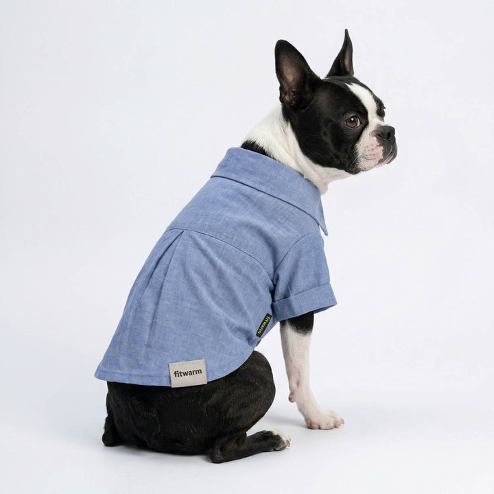 Boston Terrier modeling a blue linen dog shirt with relaxed casual fit