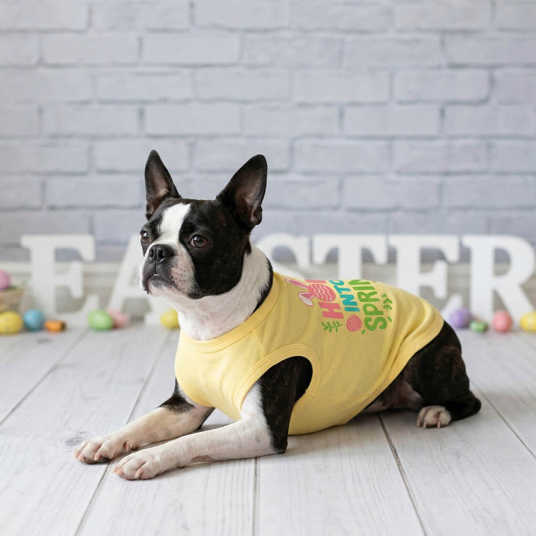 Boston Terrier wearing a yellow shirt for dogs with colorful text, sitting on a wooden floor with Easter decorations in the background.