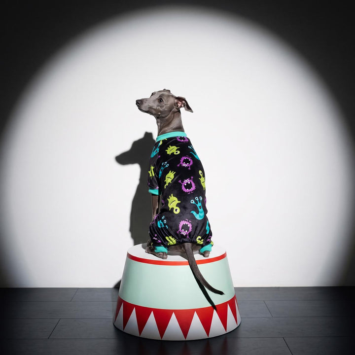 Italian Greyhound sitting on a stage and wearing a monster pajamas for dogs