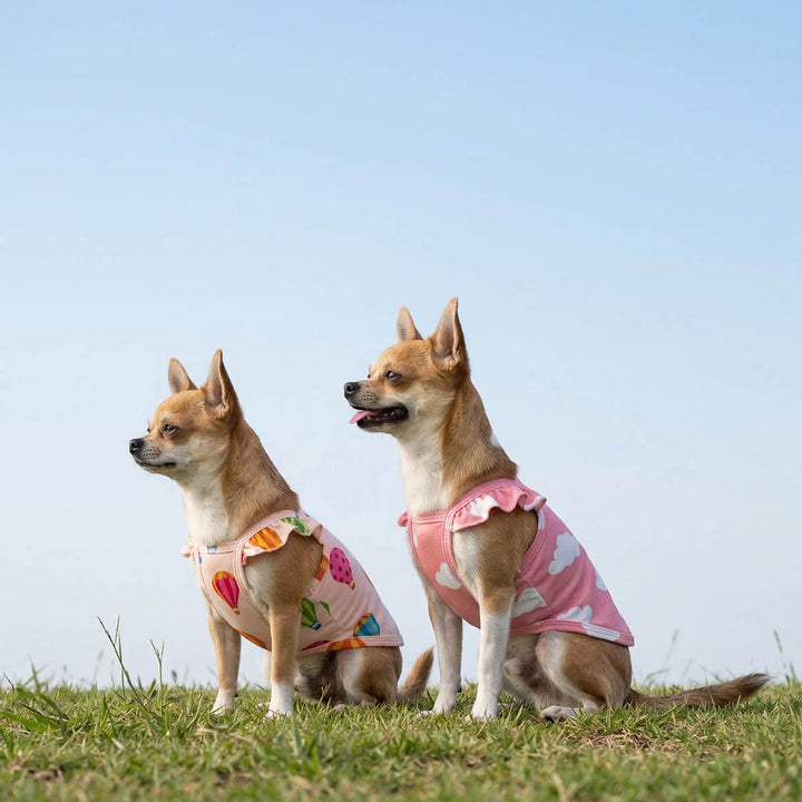 Two dogs wearing summer dog t shirts,  stitting on grass with a clear blue sky