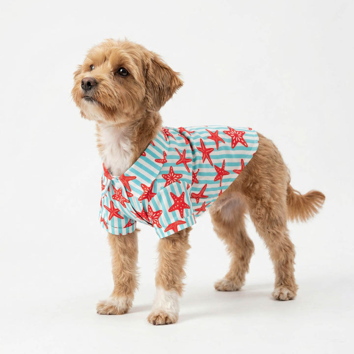 Small dog in a starfish striped dog t-shirt, designed for summer vacation