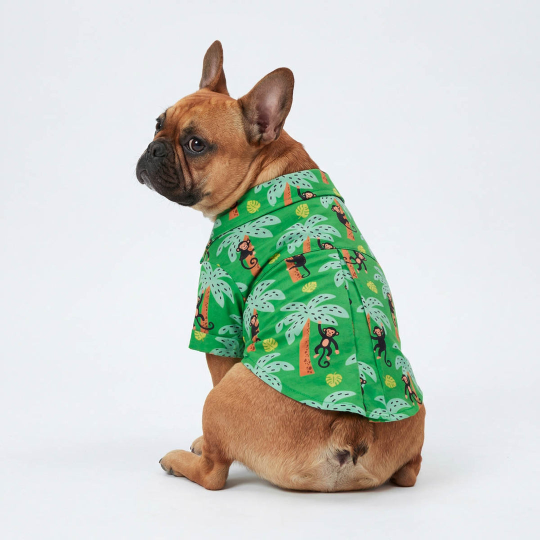 Back view of French Bulldog n a green Hawaiian shirt for dogs