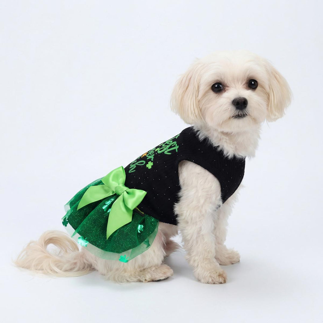 Side view of small dog in a black and green dog dress for St. Patrick's Day