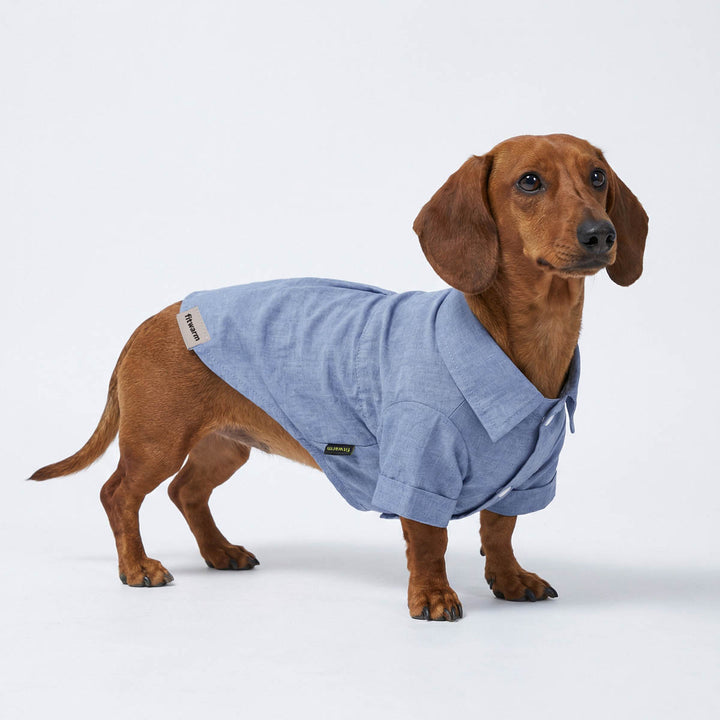 Dachshund wearing a blue dog collared tshirt on a white background
