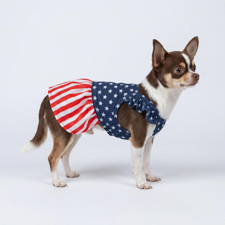 Standing dog in patriotic dog dress with stars and stripes skirt