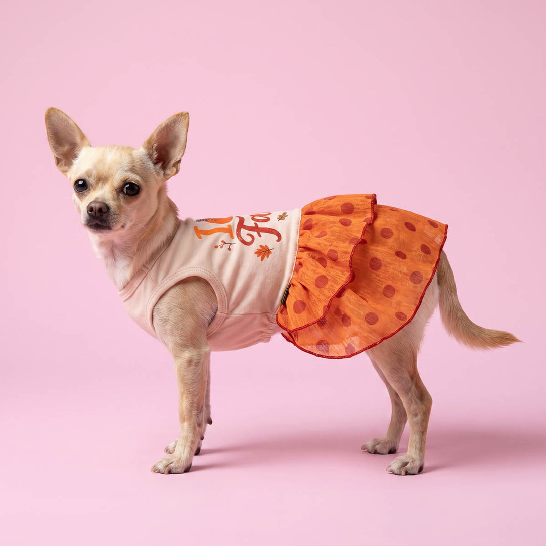 Chihuahua stands against a solid pink studio background with a dog Thanksgiving dress in polka dot and pumpkin prints