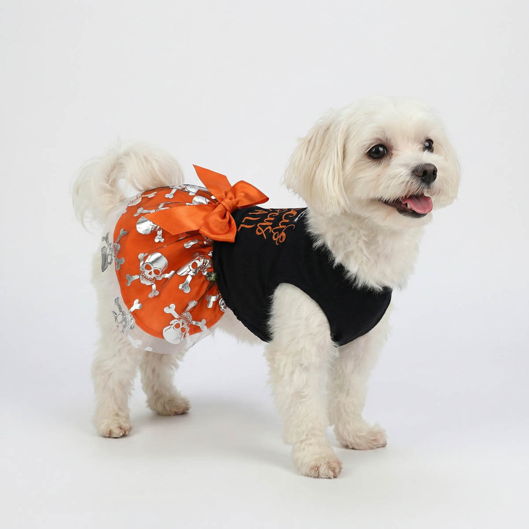 Small white dog wearing an orange and black Halloween-themed dog dress with a bow on a white background