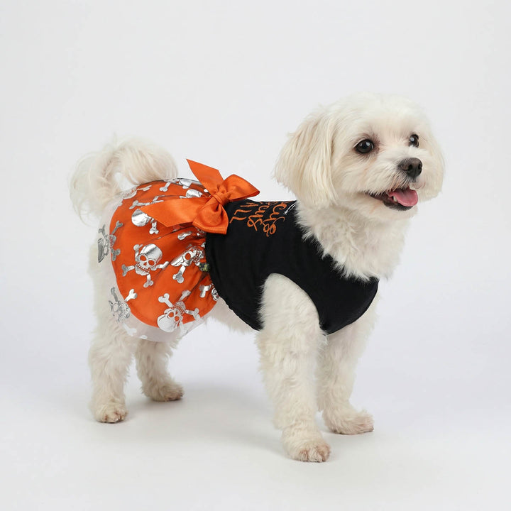 Small white dog wearing an orange and black Halloween-themed dog dress with a bow on a white background