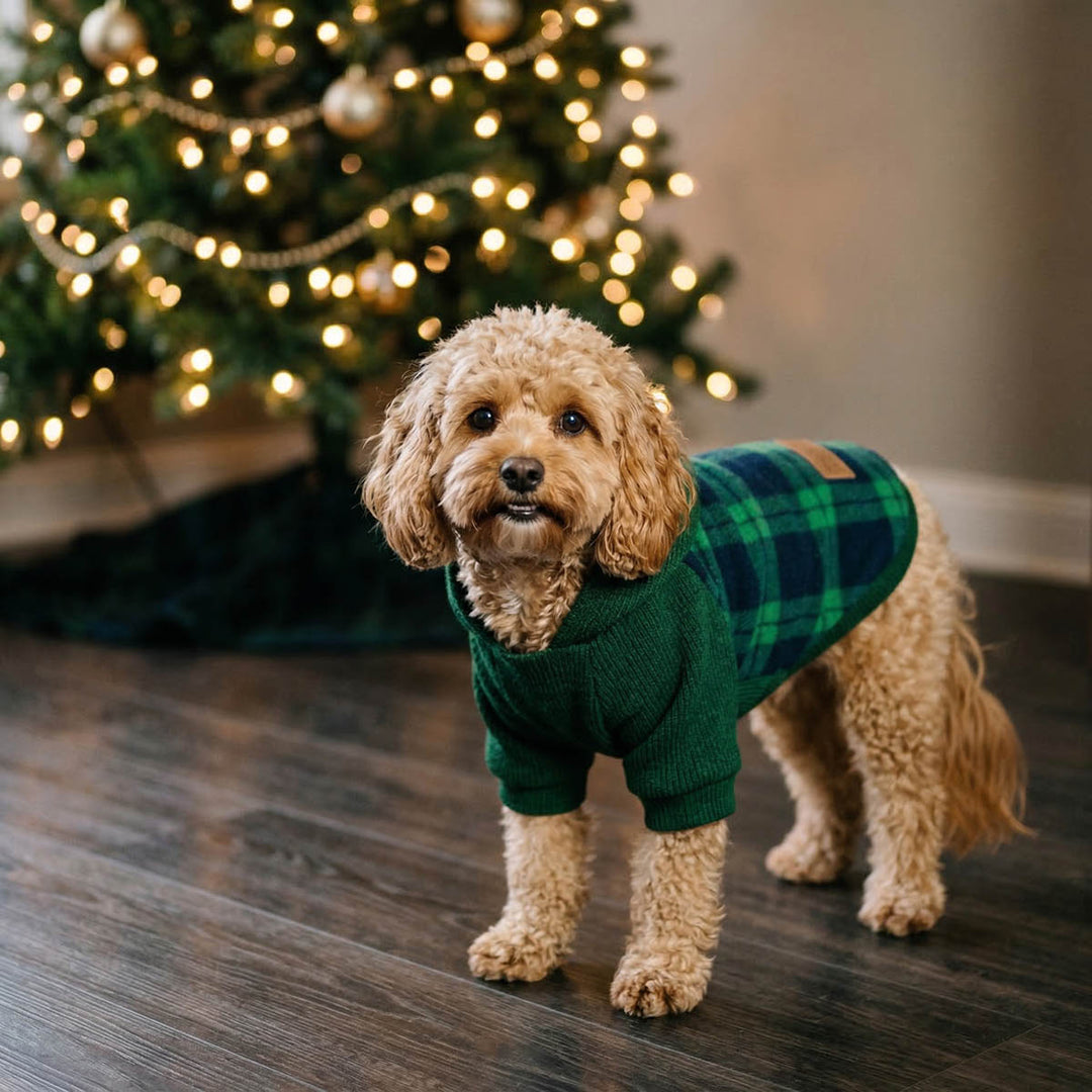 Small curly-haired dog wearing a green knit hoodie for dogs with a dark green and navy plaid prints, standing on a Christmas themed background