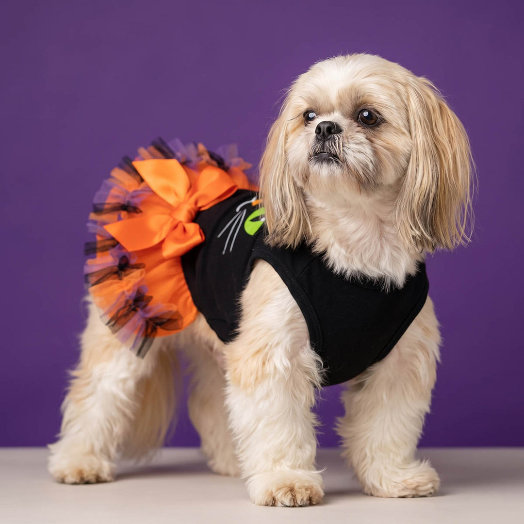 Small fluffy dog wearing a black Halloween dog tutu with a bright orange bow and tulle skirt