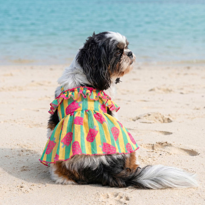 Small dog sitting on the beach with a striped dress for dogs