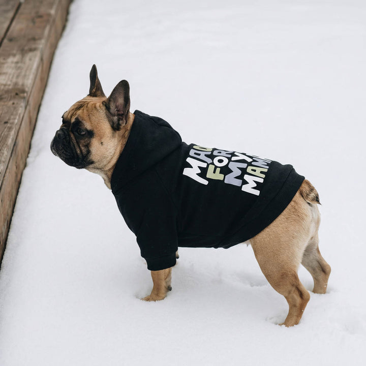 French Bulldog standing in snow with a timeless black dog hoodie