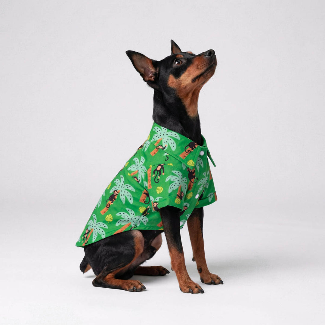 Dog wearing a green dog Hawaiian shirt on a white background