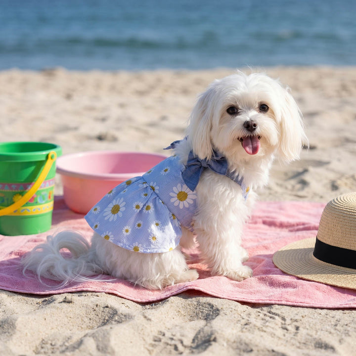 Small dog sitting on a blanket in a beach background and wearing a daisy dress for dogs