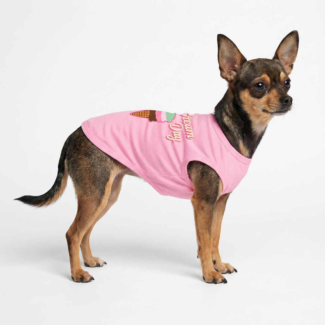 Small Chihuahua wearing a pink dog t shirt on a white background