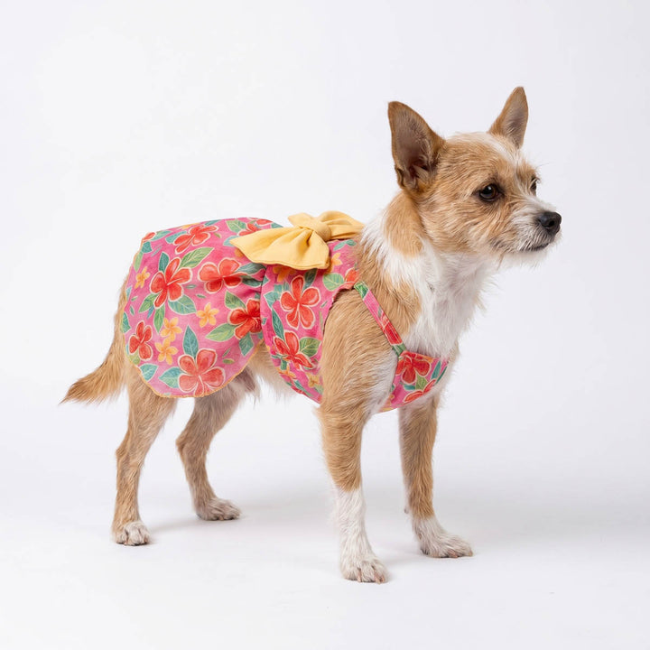 Small dog standing on a white bakground in a summer dog floral dress with a bow on back