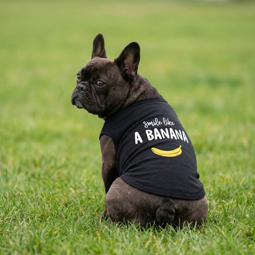 French bulldog wearing a funny dog tshirt with 'smile lke a banana' lettering and banana print, sitting on the grass