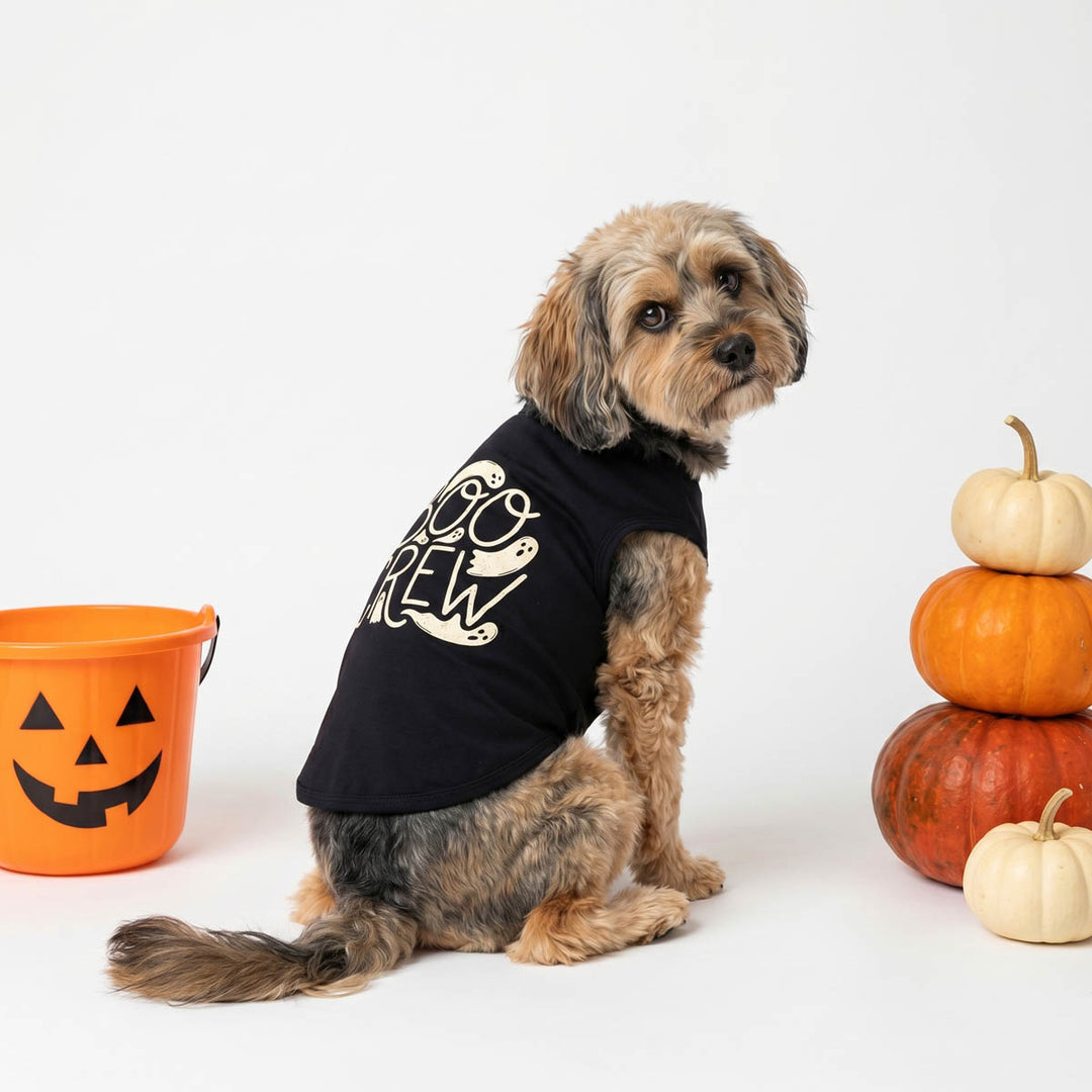 Small dog looks back in a spooky dog Halooween t shirt beside pumpkins and a bucket with jack-o'-lantern prints