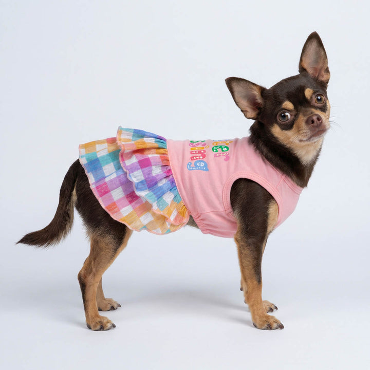 Chihuahua in a pink Easter dog dress with colorful plaid skirt