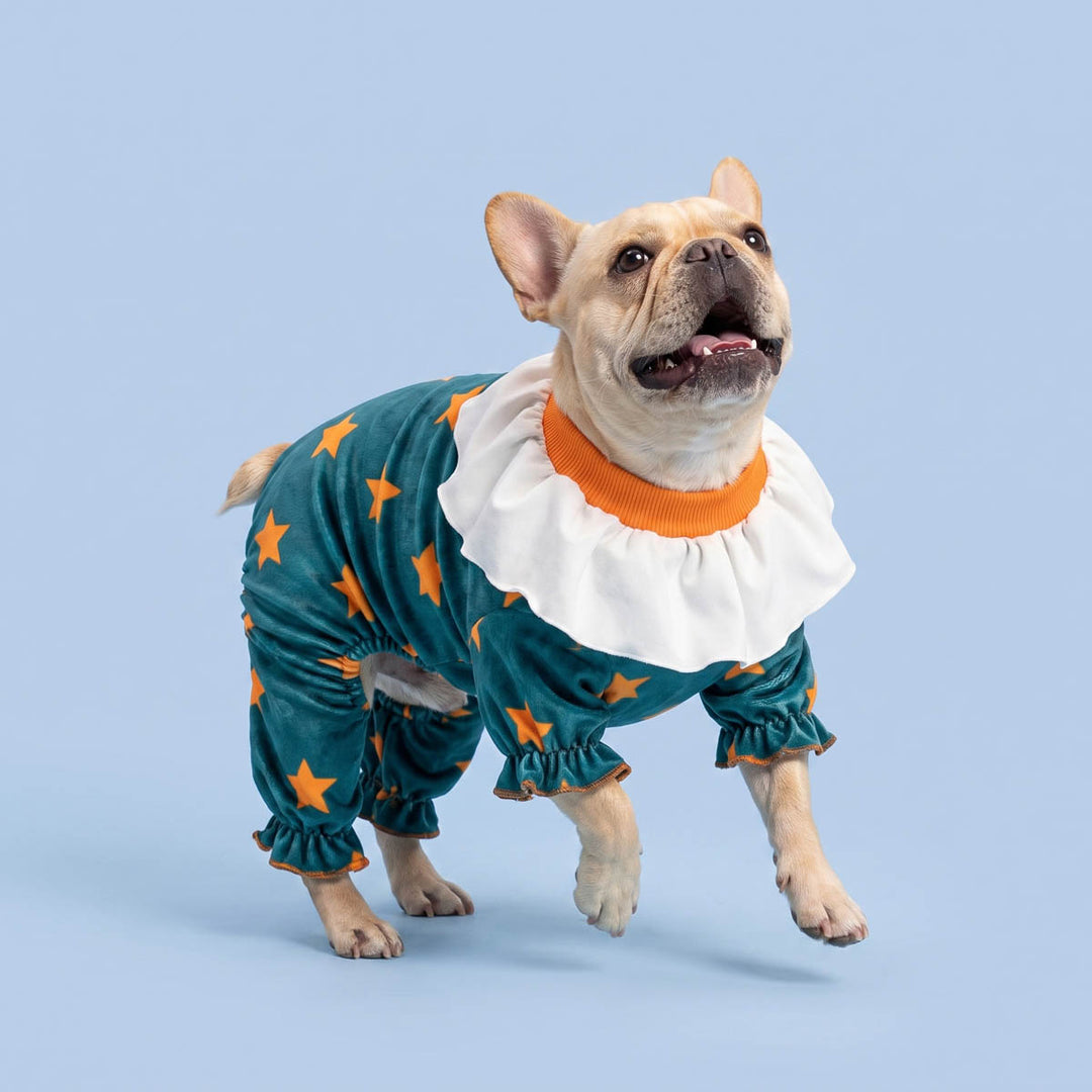 Small French bulldog wearing a teal and orange star-patterned dog clown costume with a white ruffled collar, standing against a solid light blue background
