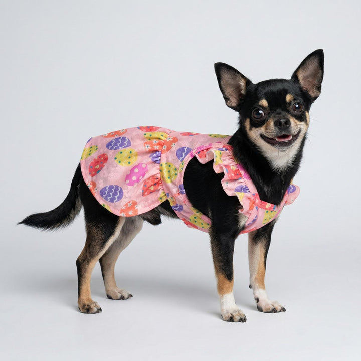Dog Easter dress featuring colorful Easter egg patterns styled on small Chihuahua