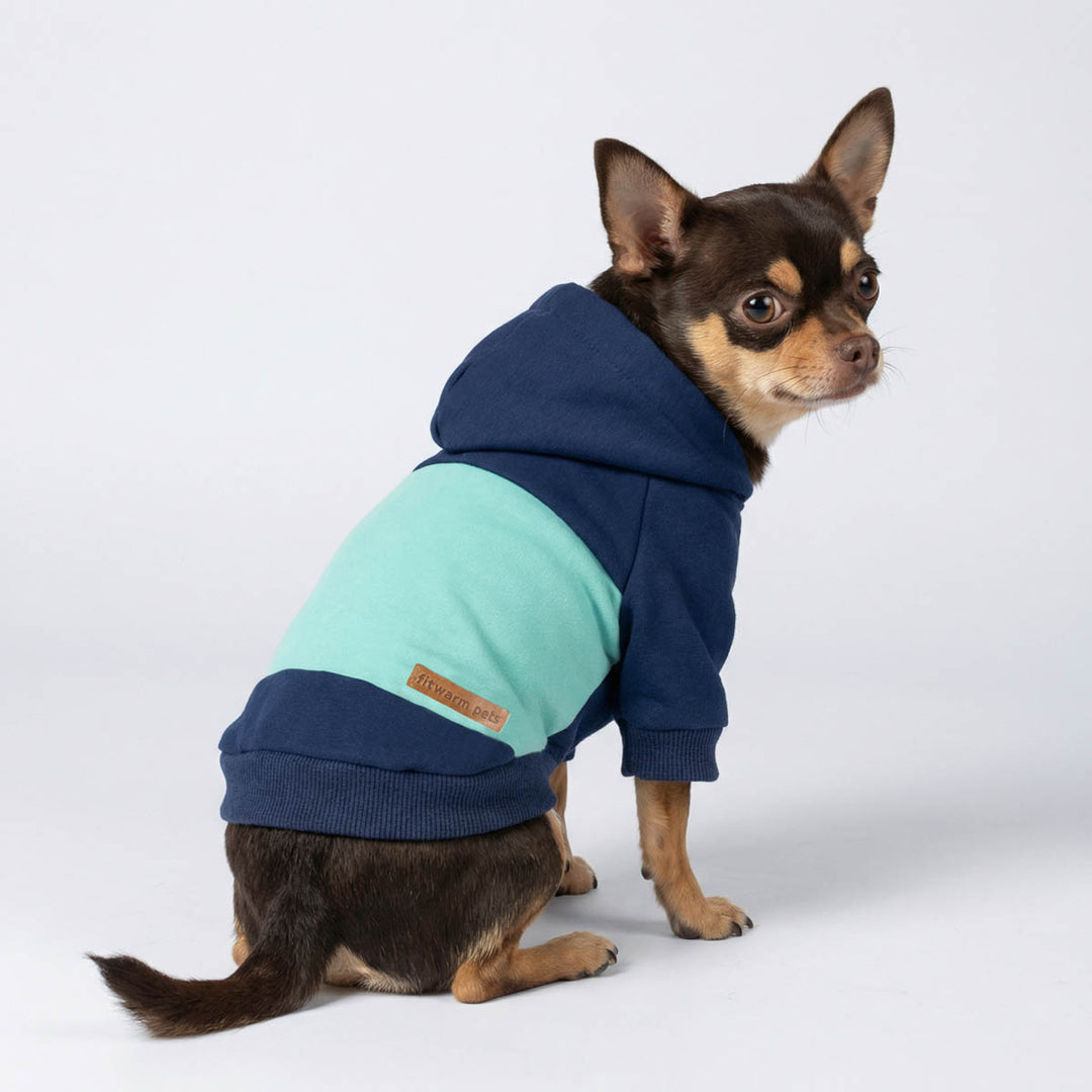 Chihuahua wearing a blue dog hoodie