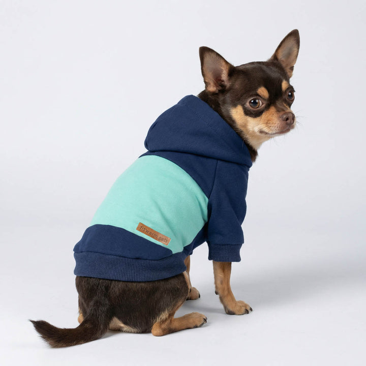 Chihuahua wearing a blue dog hoodie