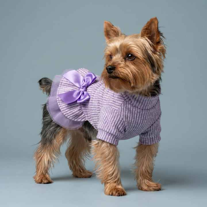 Yorkshire Terrier dog wearing a lavender ribbed knit dress for dogs with a large matching bow, standing against a solid light blue-gray studio background