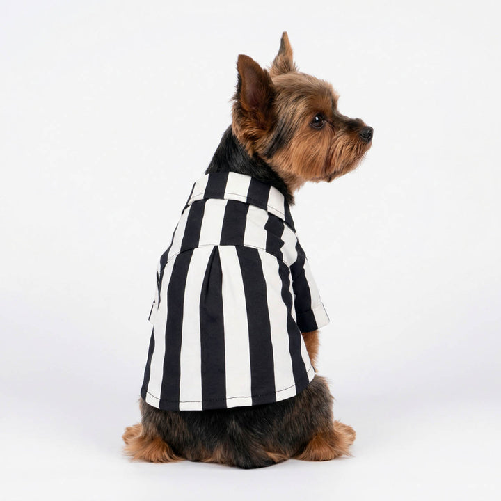 Back view of Yorkie in a black and white dog button up tshirt