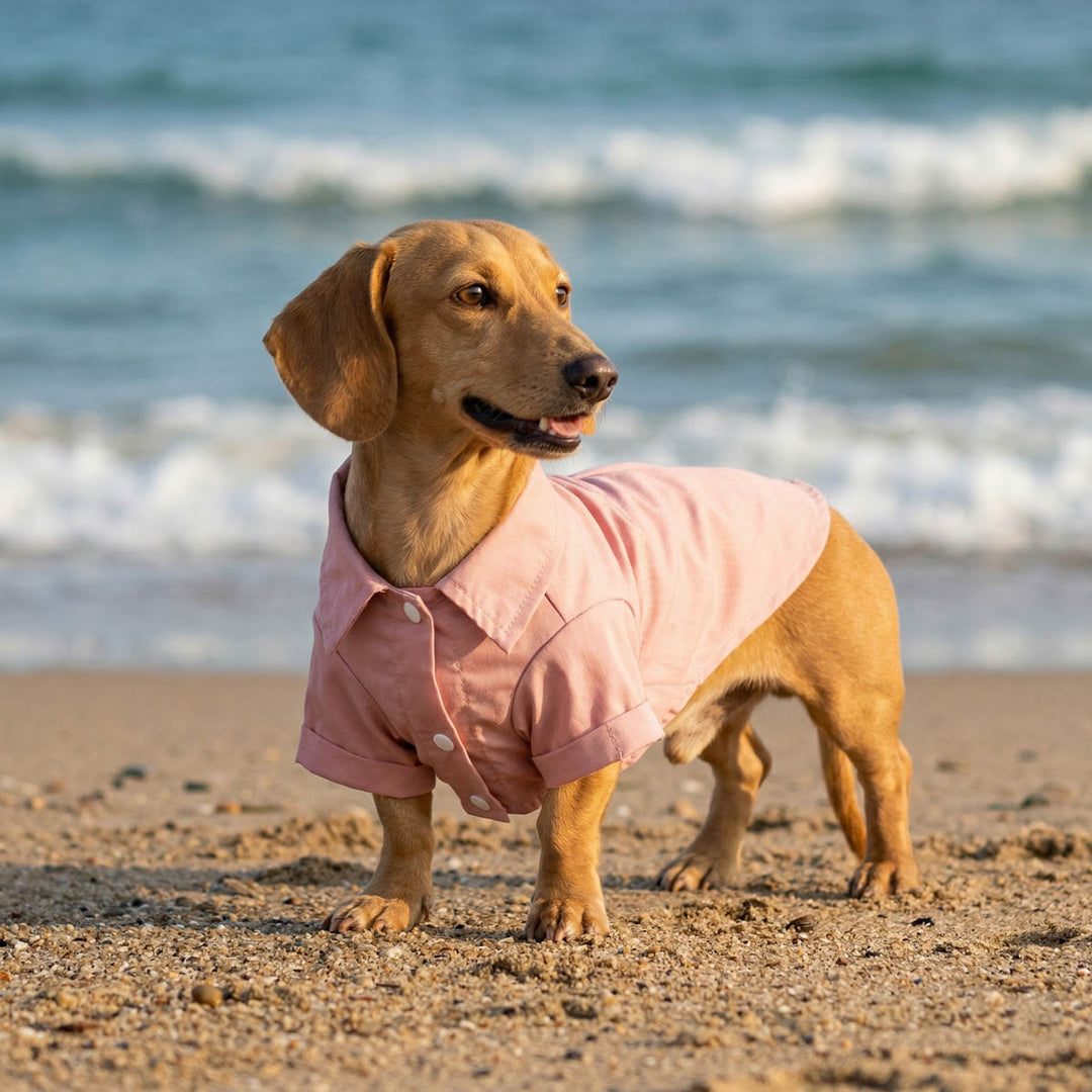 Dachshund standing on the beach with a pink collared neck dog shirt