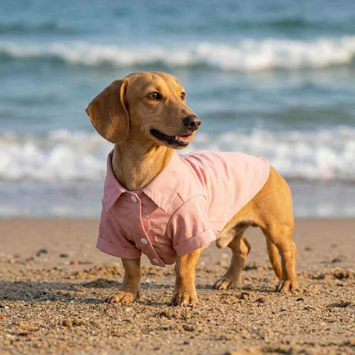 Dachshund standing on the beach with a pink collared neck dog shirt